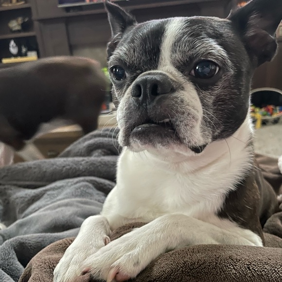 Meet your Posher, Stacey - Picture 3 of 3